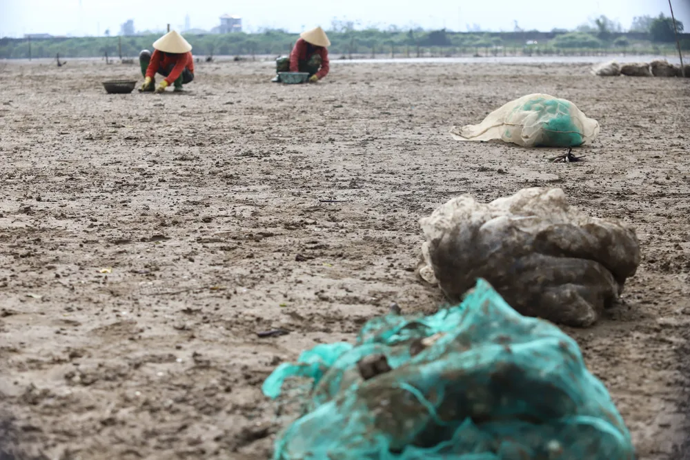 Nghêu nuôi chết khiến nhiều người dân bị thiệt hại ảnh 12