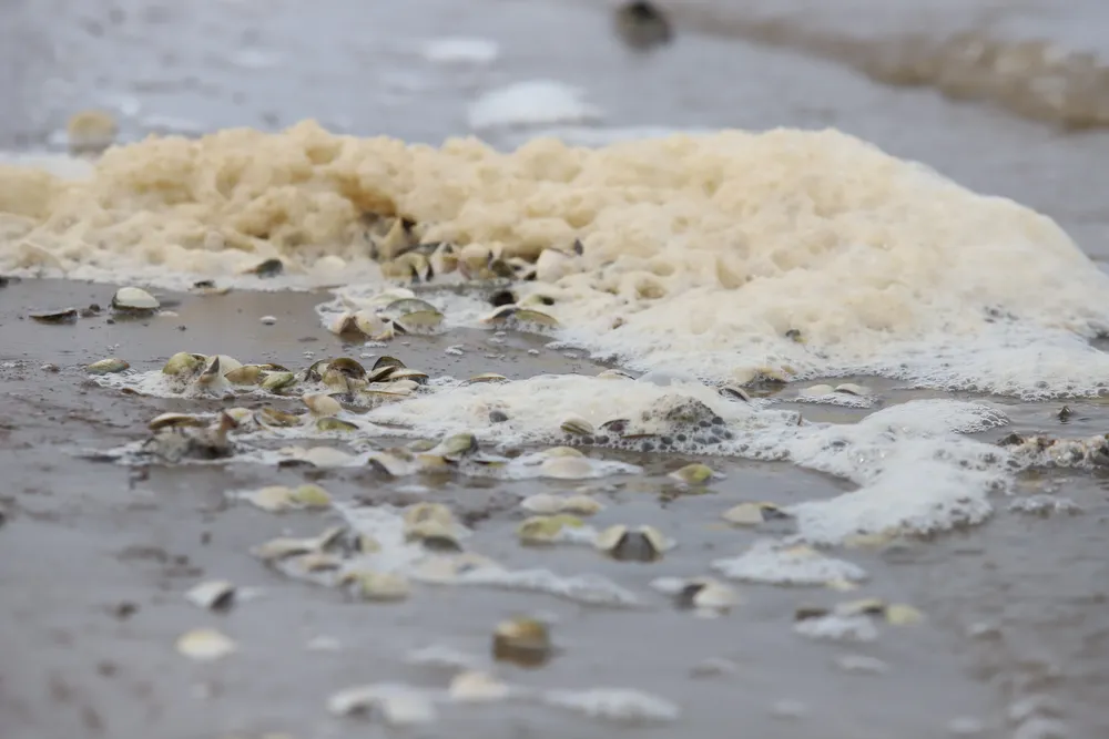 Nghêu nuôi chết khiến nhiều người dân bị thiệt hại ảnh 13