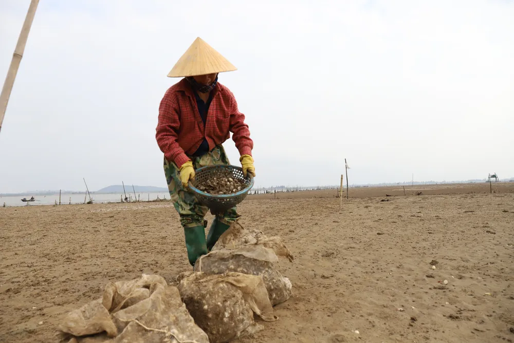 Nghêu nuôi chết khiến nhiều người dân bị thiệt hại ảnh 7