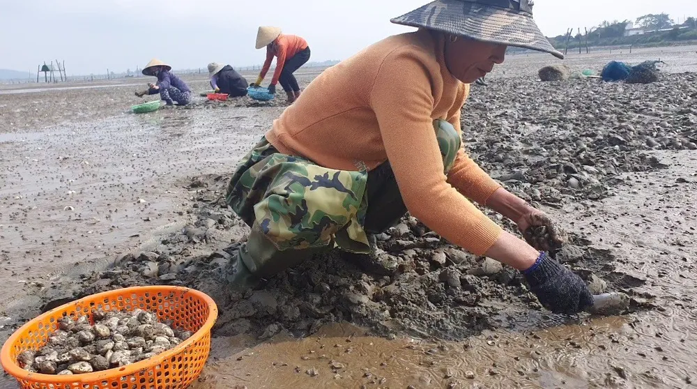 Nghêu nuôi chết khiến nhiều người dân bị thiệt hại ảnh 3