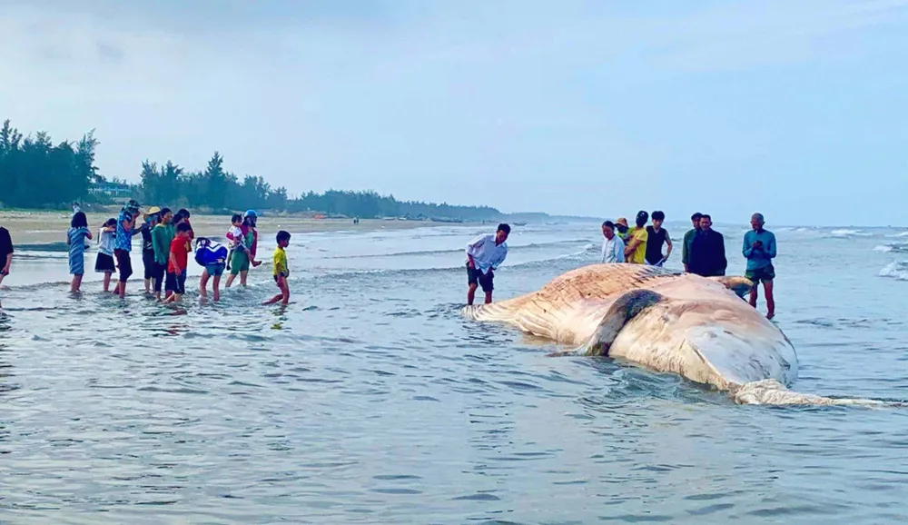 Phát hiện xác cá voi lớn trôi dạt vào bờ biển Hà Tĩnh ảnh 1