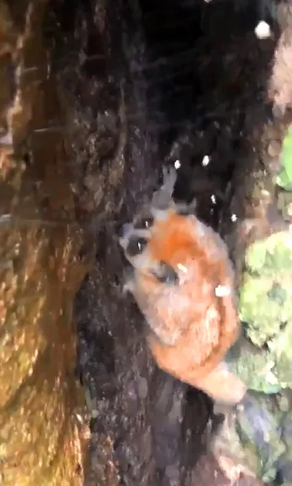 Thả cá thể cu li quý hiếm về rừng tự nhiên ở Vườn Quốc gia Vũ Quang ảnh 2