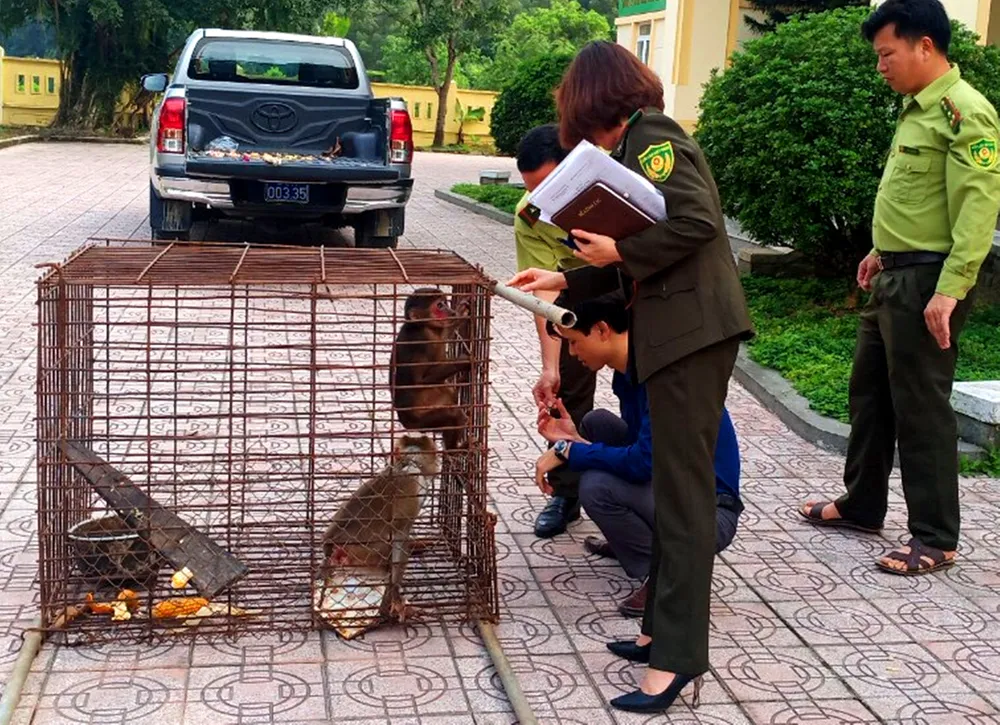 Thả cá thể cu li quý hiếm về rừng tự nhiên ở Vườn Quốc gia Vũ Quang ảnh 3