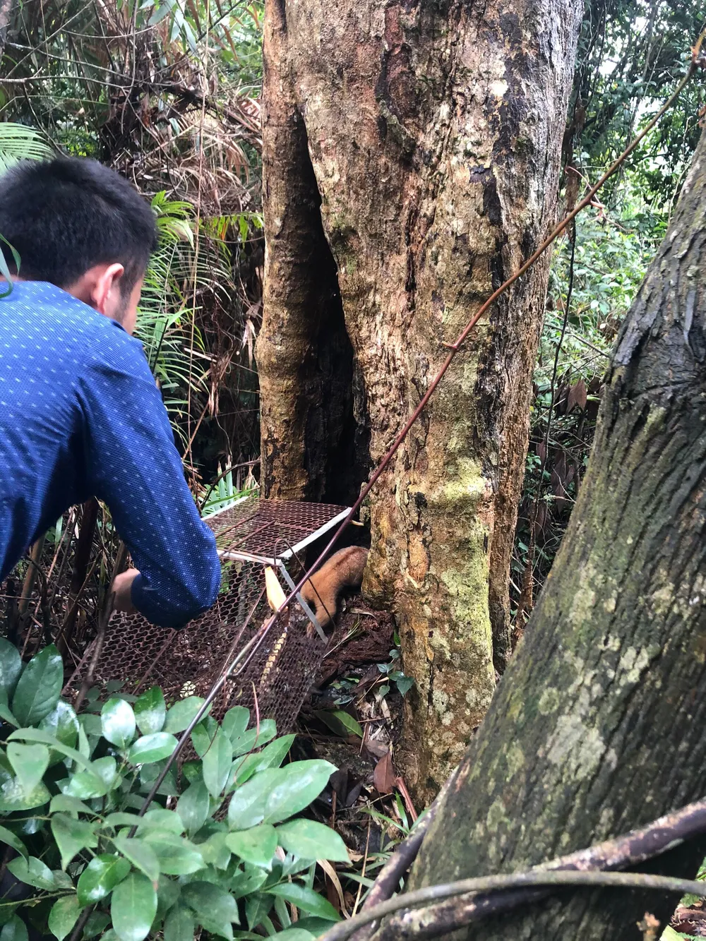 Thả cá thể cu li quý hiếm về rừng tự nhiên ở Vườn Quốc gia Vũ Quang ảnh 1