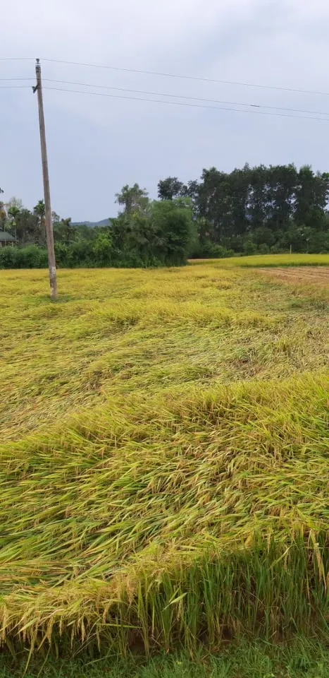 Lốc xoáy khiến nhiều nhà dân ở Hà Tĩnh bị thiệt hại ảnh 5