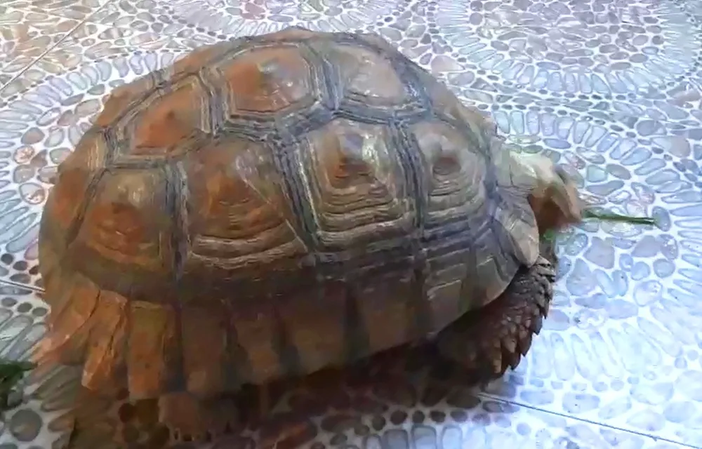 Thả cá thể rùa quý hiếm nặng gần 17kg về môi trường rừng tự nhiên ảnh 2