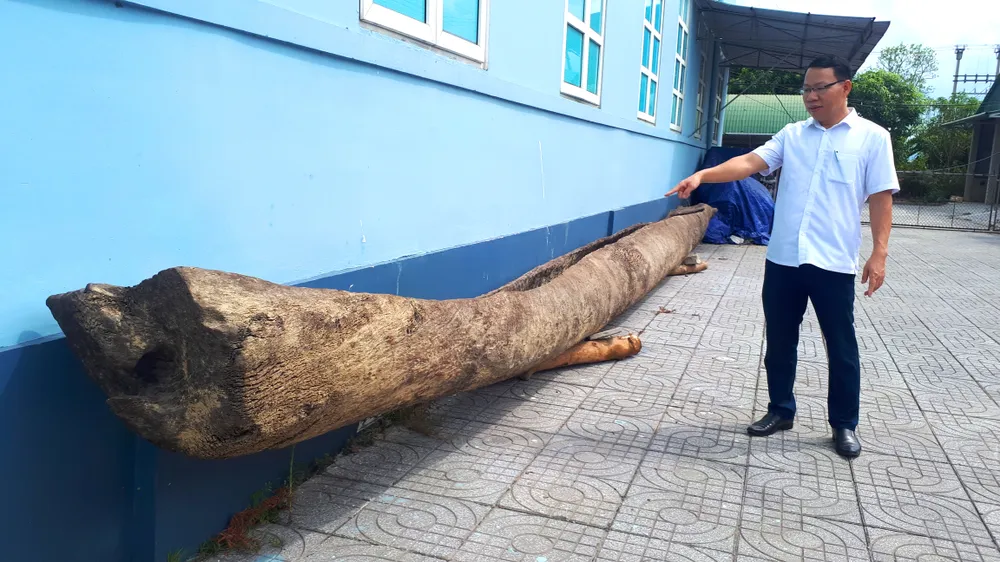 Ông Trần Phi Công, Phó Giám đốc Bảo tàng Hà Tĩnh bên chiếc thuyền độc mộc vừa được di chuyển về bảo tàng để phục vụ công tác nghiên cứu