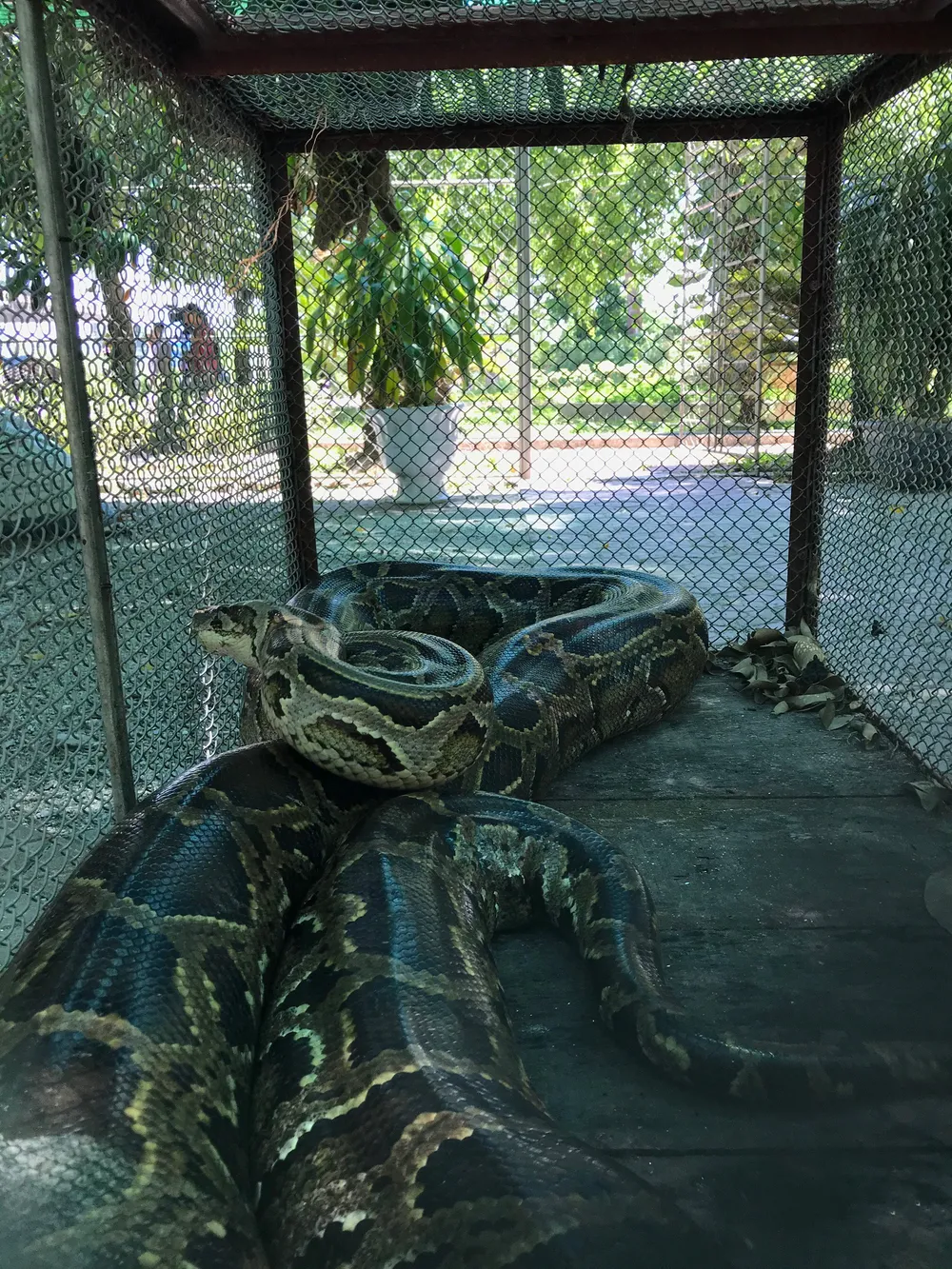 Hà Tĩnh: Tiếp nhận cá thể khỉ đuôi lợn và trăn đất quý hiếm ảnh 3