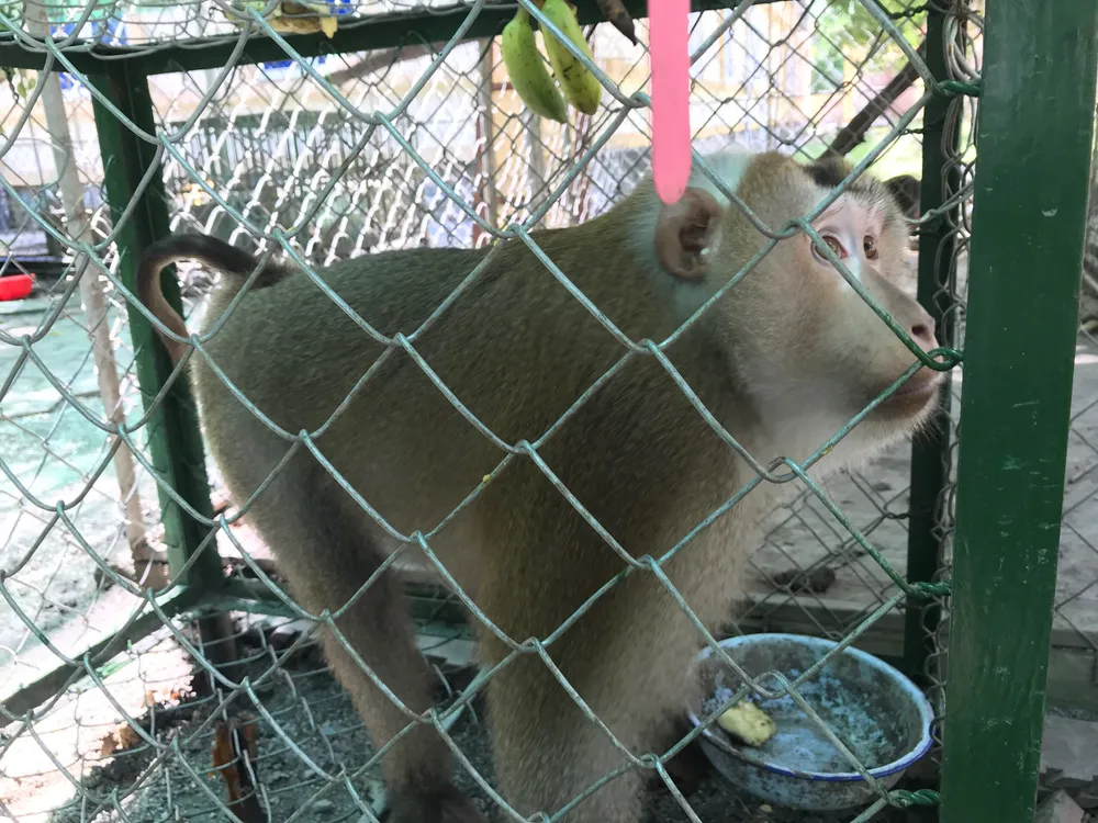 Hà Tĩnh: Tiếp nhận cá thể khỉ đuôi lợn và trăn đất quý hiếm ảnh 1