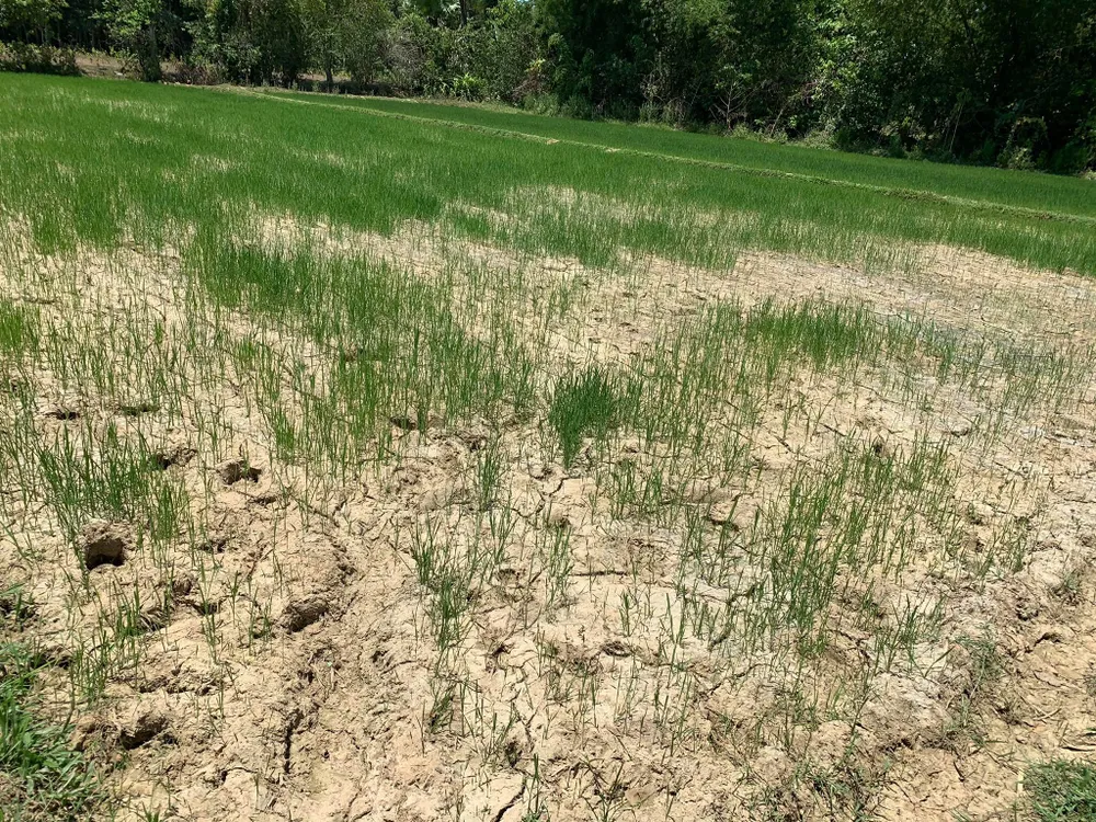 Nắng hạn gây thiệt hại nặng ở Hương Khê ảnh 13