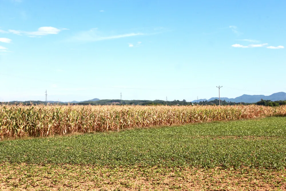 Nắng hạn gây thiệt hại nặng ở Hương Khê ảnh 10