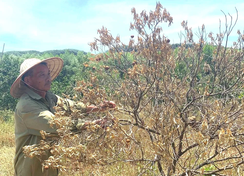 Nắng hạn gây thiệt hại nặng ở Hương Khê ảnh 2