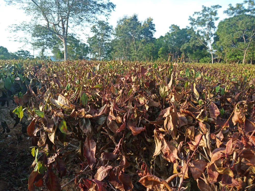 Nắng hạn gây thiệt hại nặng ở Hương Khê ảnh 9