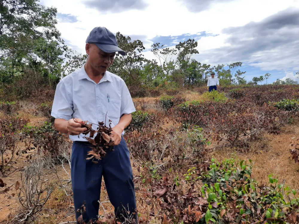 Nắng hạn gây thiệt hại nặng ở Hương Khê ảnh 8