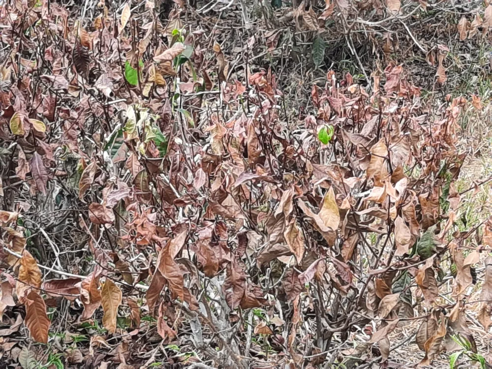 Nắng hạn gây thiệt hại nặng ở Hương Khê ảnh 7