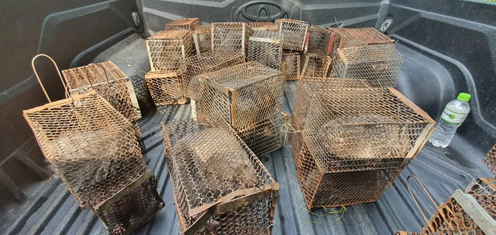 Phát hiện xe khách vận chuyển 45 cá thể dúi ảnh 2