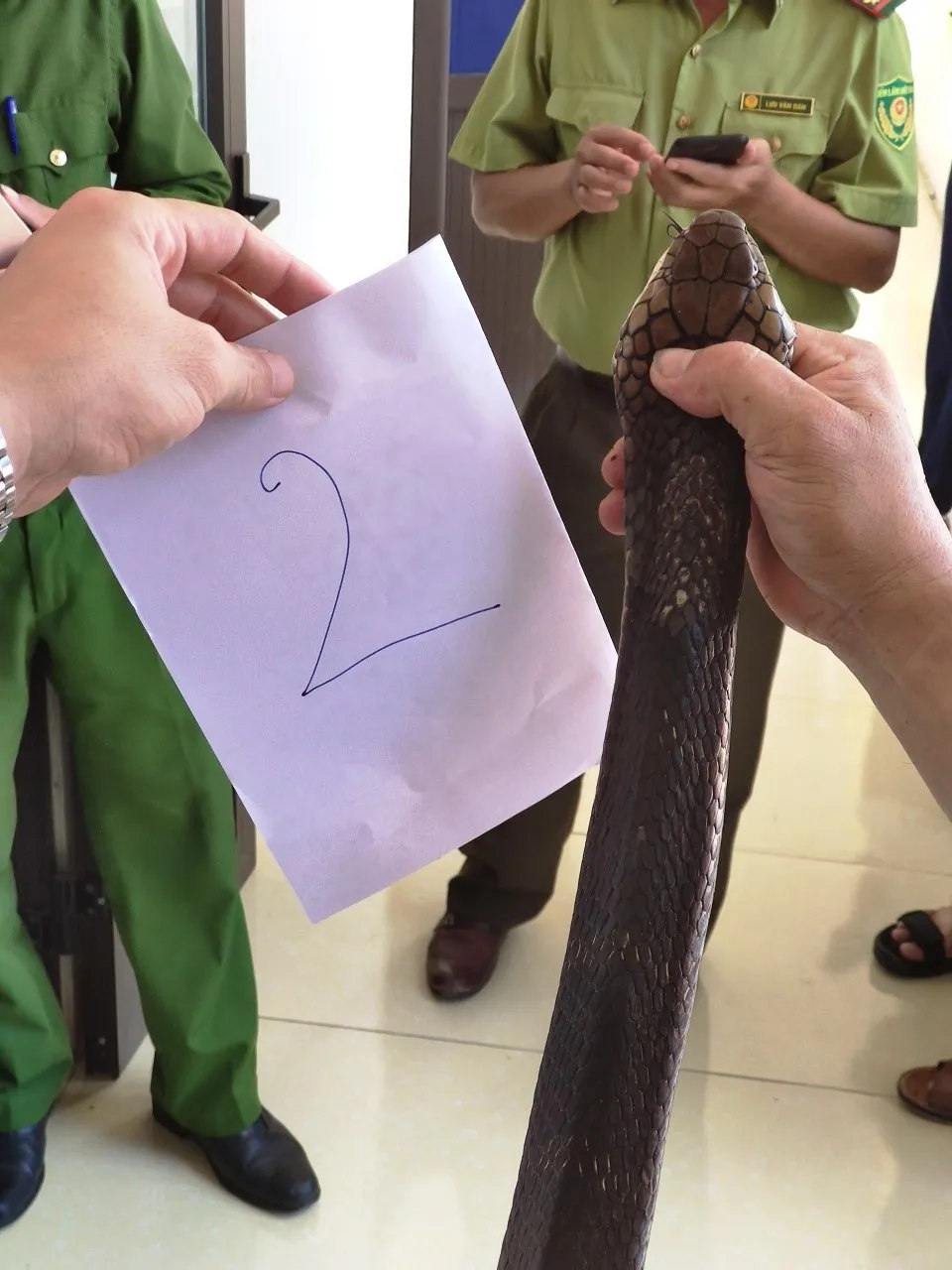 Bắt đối tượng vận chuyển 2 con rắn hổ mang nặng 6kg ảnh 2