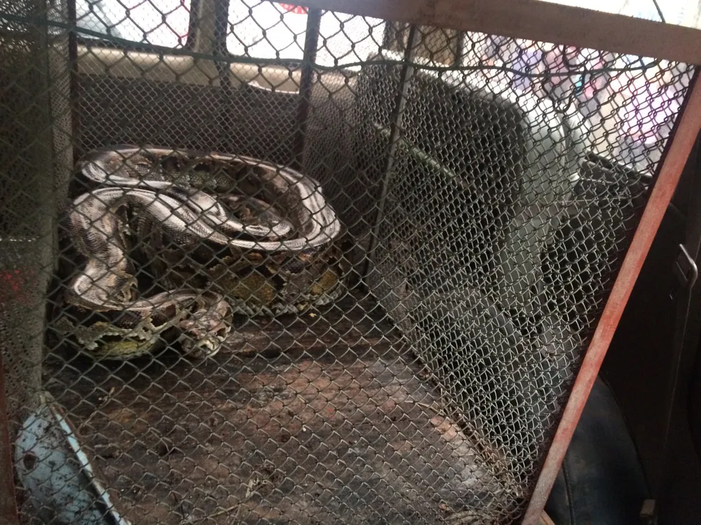 Thả trăn gấm quý hiếm nặng 35kg, dài gần 3m về tự nhiên ở Hà Tĩnh ảnh 2