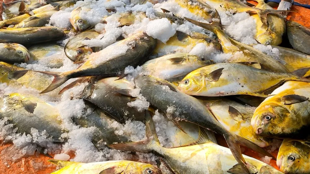 Ngư dân Hà Tĩnh trúng mẻ cá chim vây vàng khoảng 600 triệu đồng ảnh 1