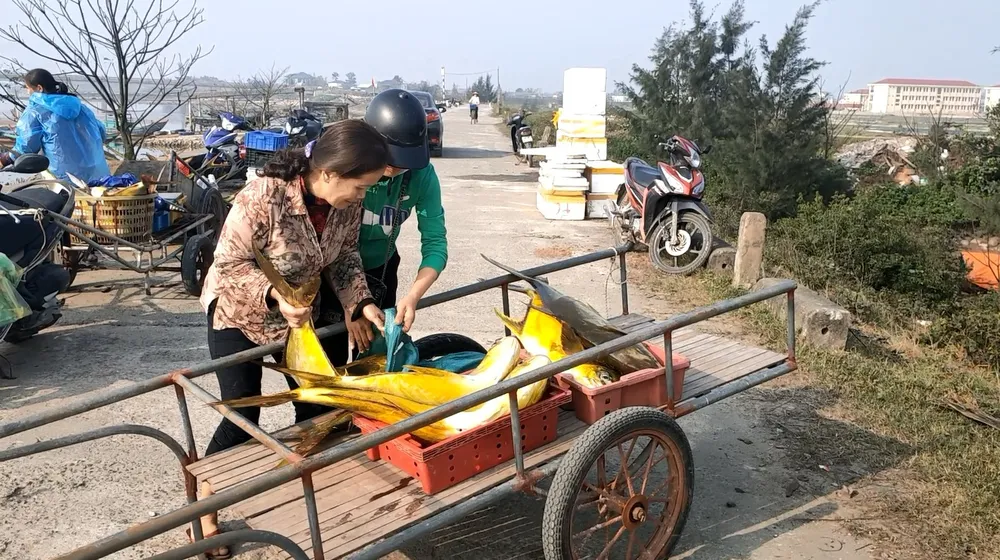 Ngư dân Hà Tĩnh trúng mẻ cá chim vây vàng khoảng 600 triệu đồng ảnh 5