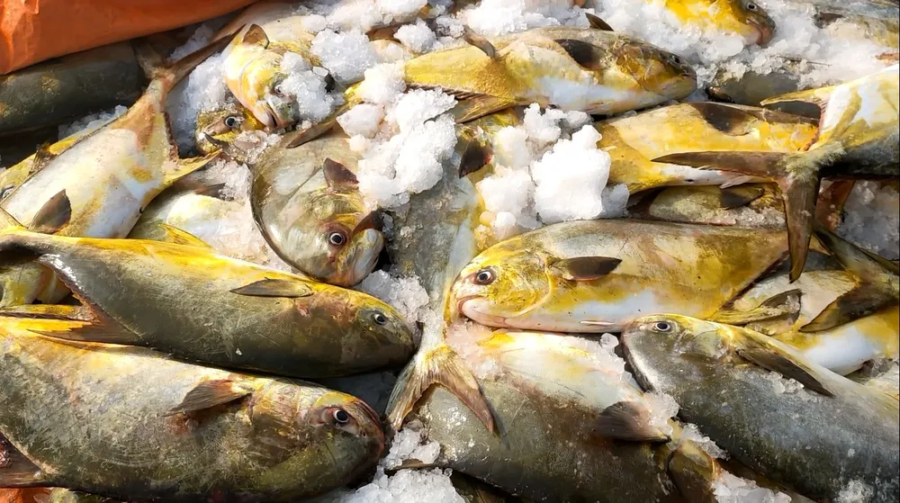 Ngư dân Hà Tĩnh trúng mẻ cá chim vây vàng khoảng 600 triệu đồng ảnh 2