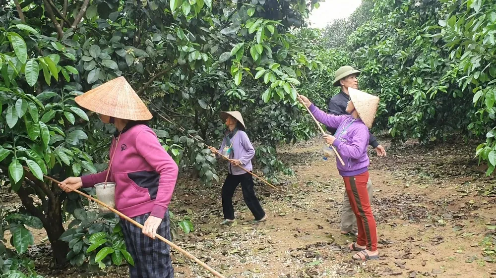 Vựa bưởi Phúc Trạch vào mùa thụ phấn bổ sung ảnh 5