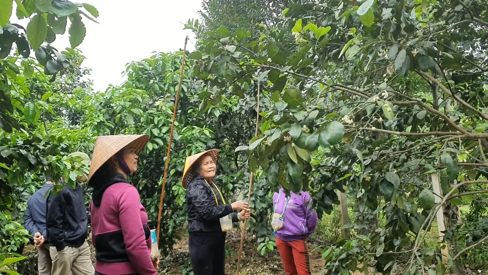 Vựa bưởi Phúc Trạch vào mùa thụ phấn bổ sung ảnh 6