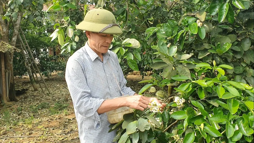 Vựa bưởi Phúc Trạch vào mùa thụ phấn bổ sung ảnh 7