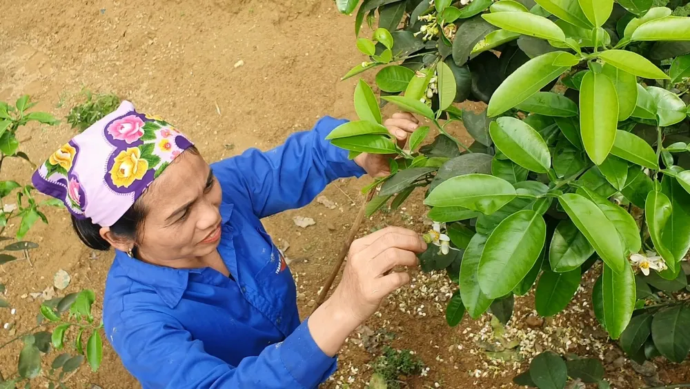 Vựa bưởi Phúc Trạch vào mùa thụ phấn bổ sung ảnh 4