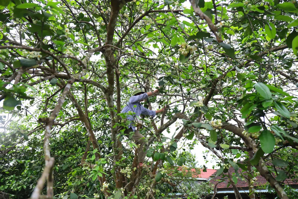 Vựa bưởi Phúc Trạch vào mùa thụ phấn bổ sung ảnh 3