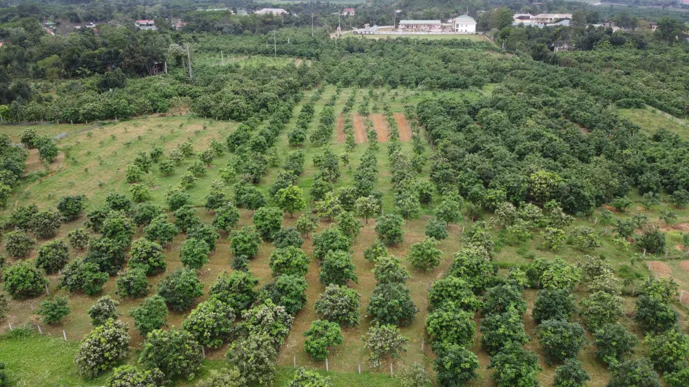 Vựa bưởi Phúc Trạch vào mùa thụ phấn bổ sung ảnh 1