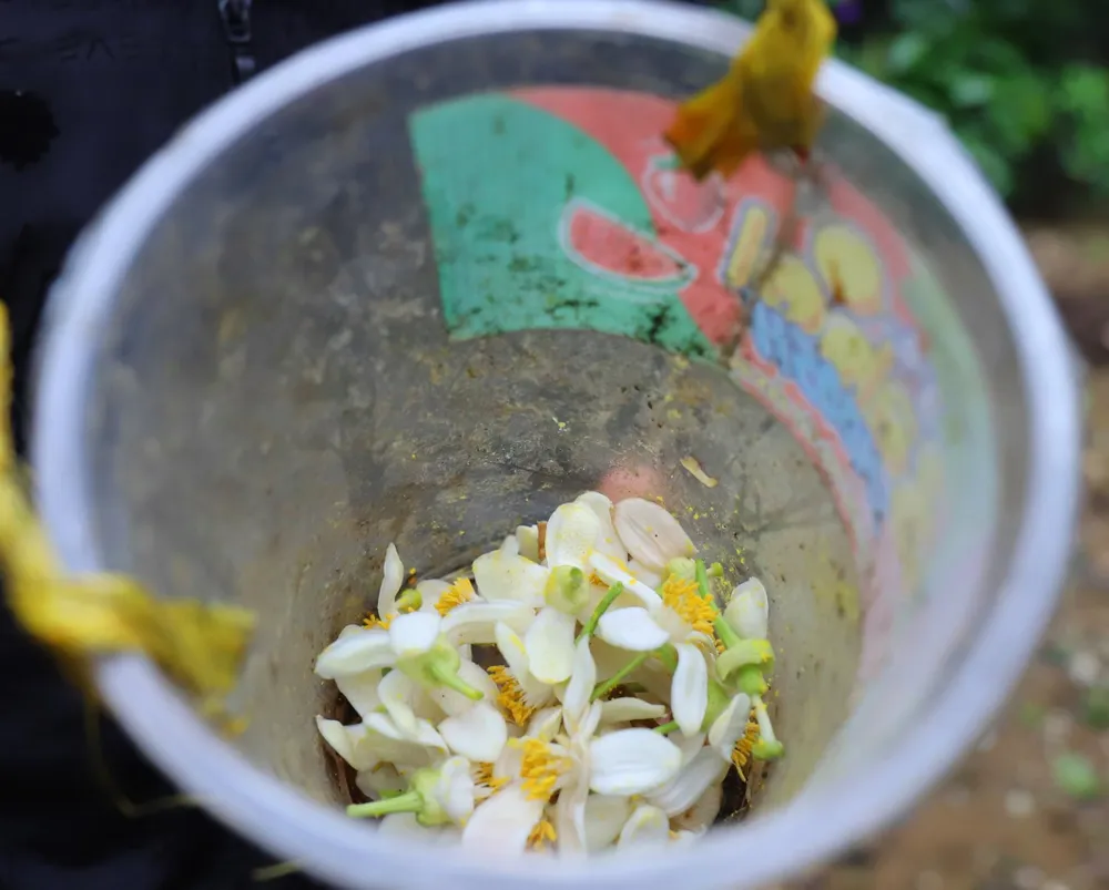 Vựa bưởi Phúc Trạch vào mùa thụ phấn bổ sung ảnh 21