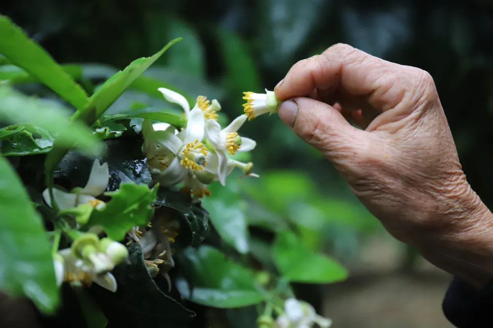 Vựa bưởi Phúc Trạch vào mùa thụ phấn bổ sung ảnh 12