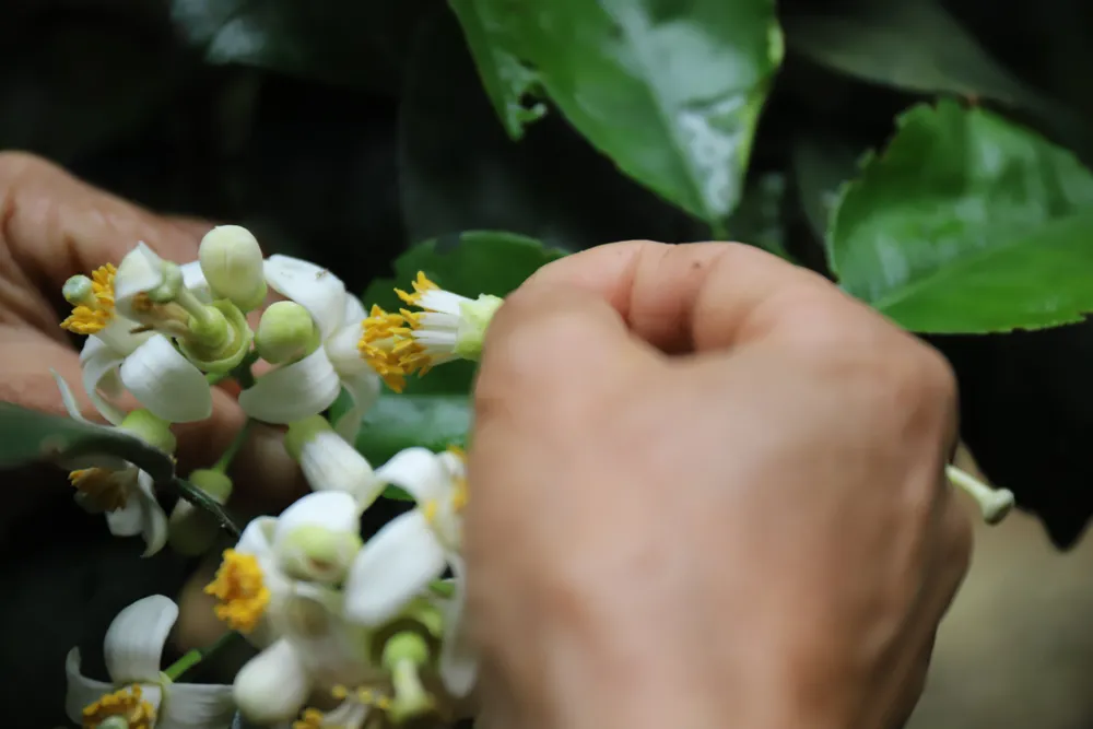 Vựa bưởi Phúc Trạch vào mùa thụ phấn bổ sung ảnh 13