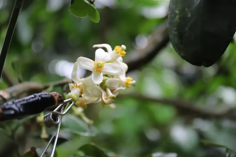 Vựa bưởi Phúc Trạch vào mùa thụ phấn bổ sung ảnh 14