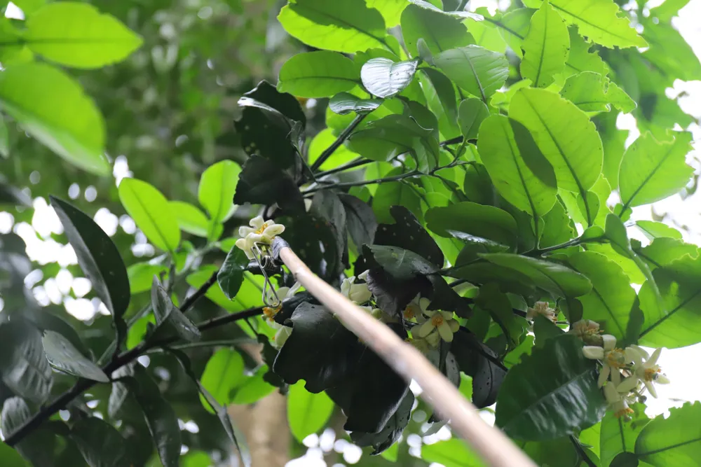 Vựa bưởi Phúc Trạch vào mùa thụ phấn bổ sung ảnh 17