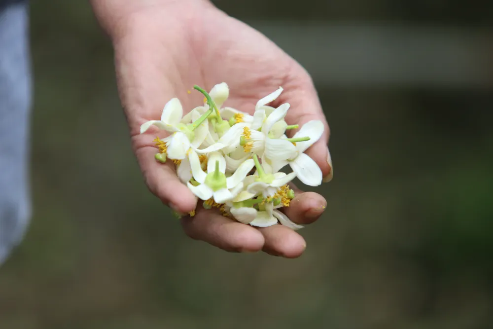 Vựa bưởi Phúc Trạch vào mùa thụ phấn bổ sung ảnh 22