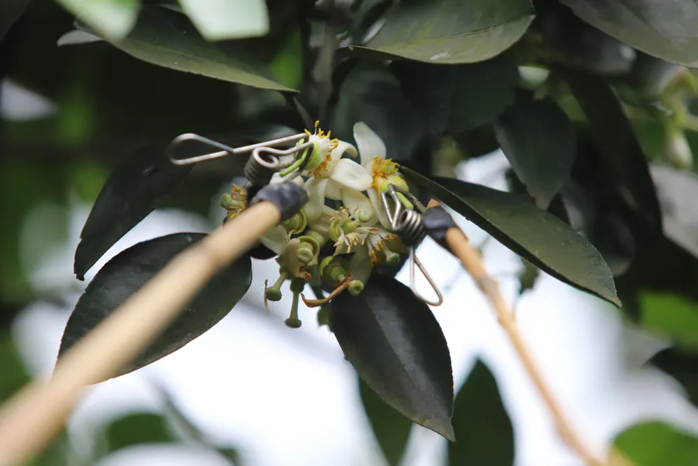 Vựa bưởi Phúc Trạch vào mùa thụ phấn bổ sung ảnh 15