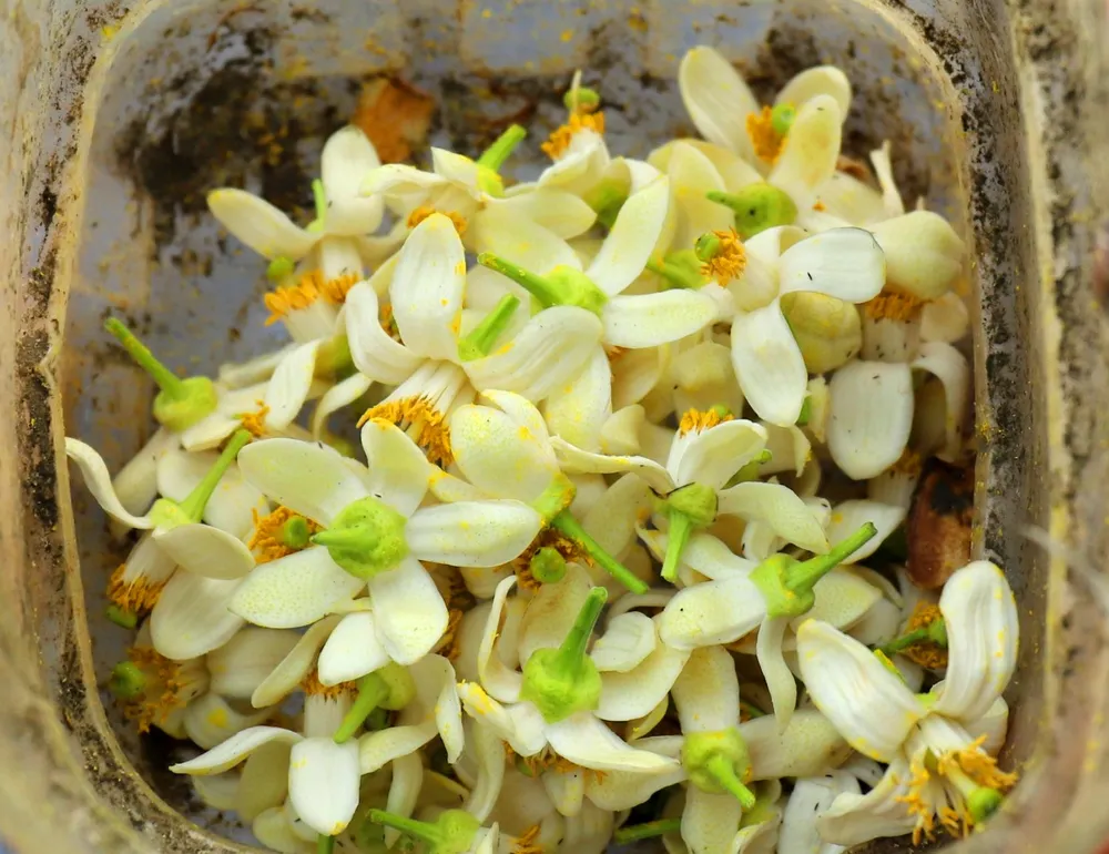 Vựa bưởi Phúc Trạch vào mùa thụ phấn bổ sung ảnh 20