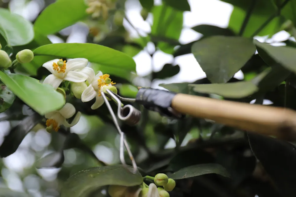 Vựa bưởi Phúc Trạch vào mùa thụ phấn bổ sung ảnh 18