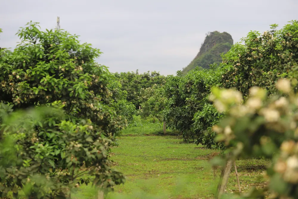 Vựa bưởi Phúc Trạch vào mùa thụ phấn bổ sung ảnh 23