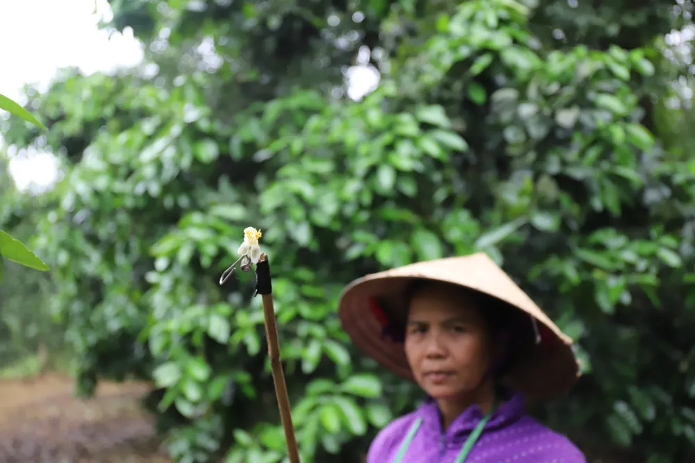 Vựa bưởi Phúc Trạch vào mùa thụ phấn bổ sung ảnh 11