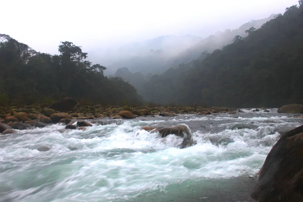 Phát hiện loài ếch mới tại Vườn Quốc gia Vũ Quang ảnh 2