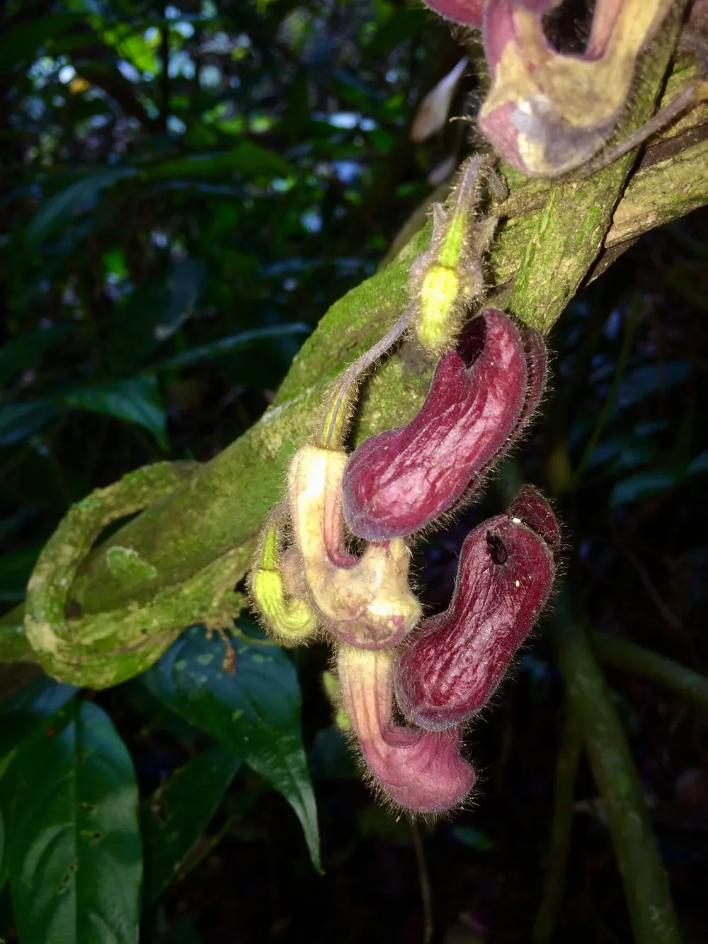 Một loài thực vật mới được phát hiện tại Vườn quốc gia Vũ Quang ảnh 2