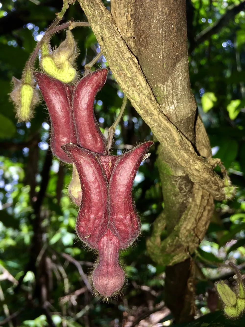 Một loài thực vật mới được phát hiện tại Vườn quốc gia Vũ Quang ảnh 3