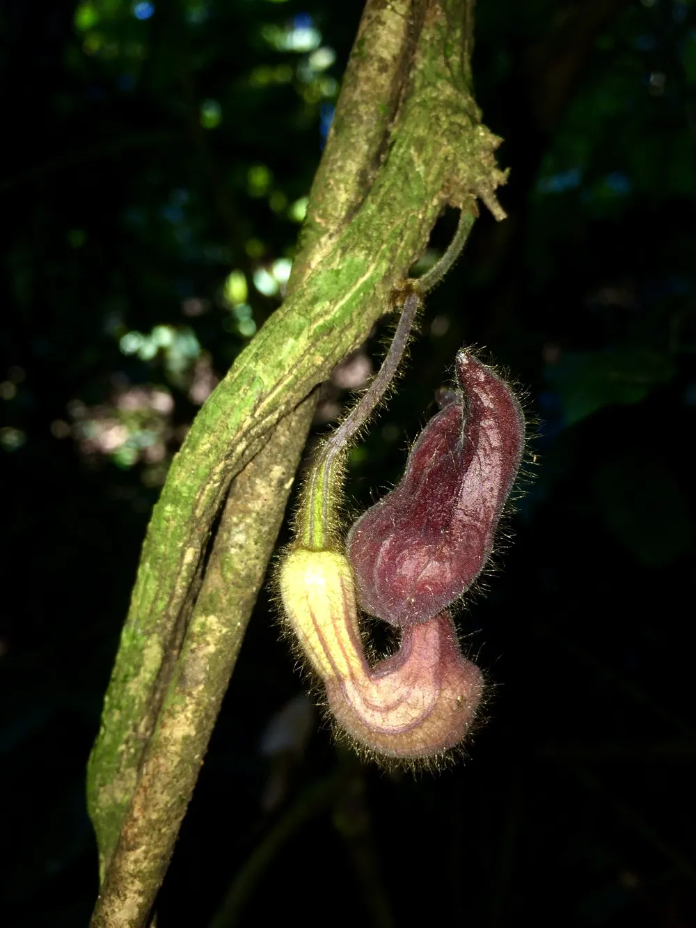 Một loài thực vật mới được phát hiện tại Vườn quốc gia Vũ Quang ảnh 1