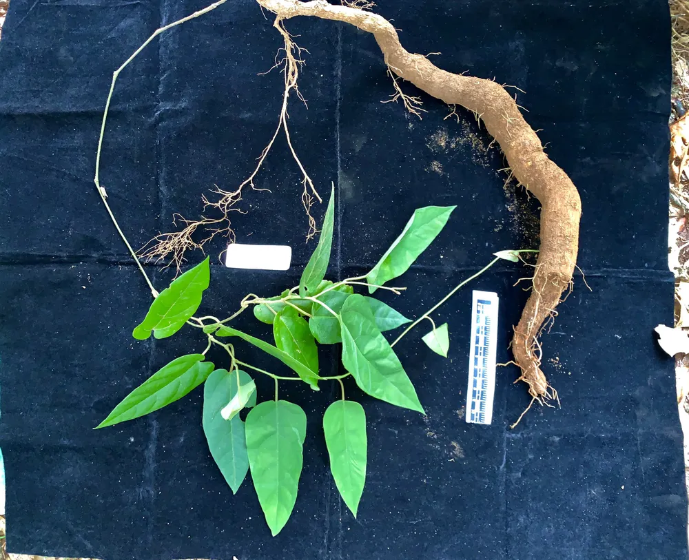 Một loài thực vật mới được phát hiện tại Vườn quốc gia Vũ Quang ảnh 4