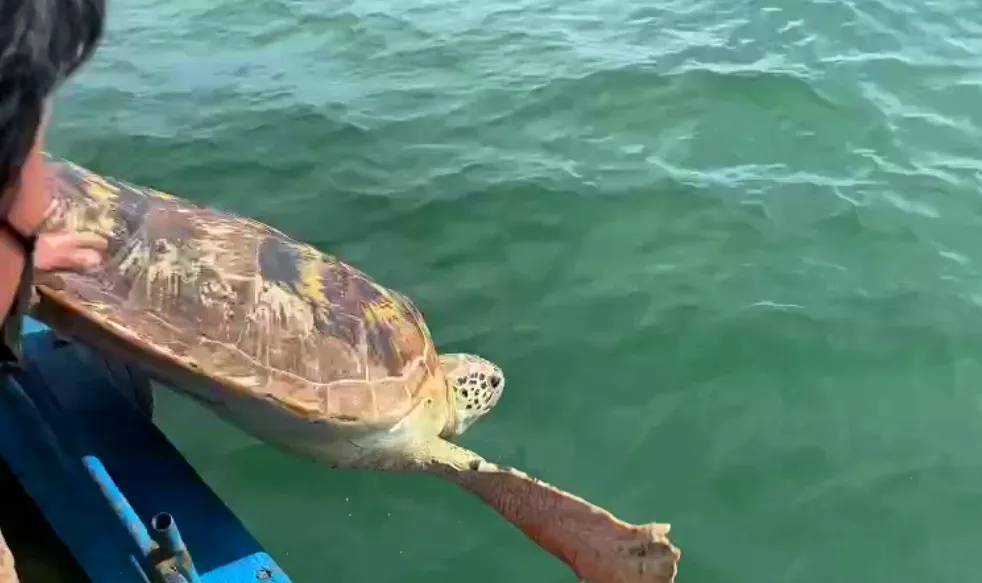 Thả về biển cá thể rùa biển quý hiếm nặng hơn 80kg ảnh 3