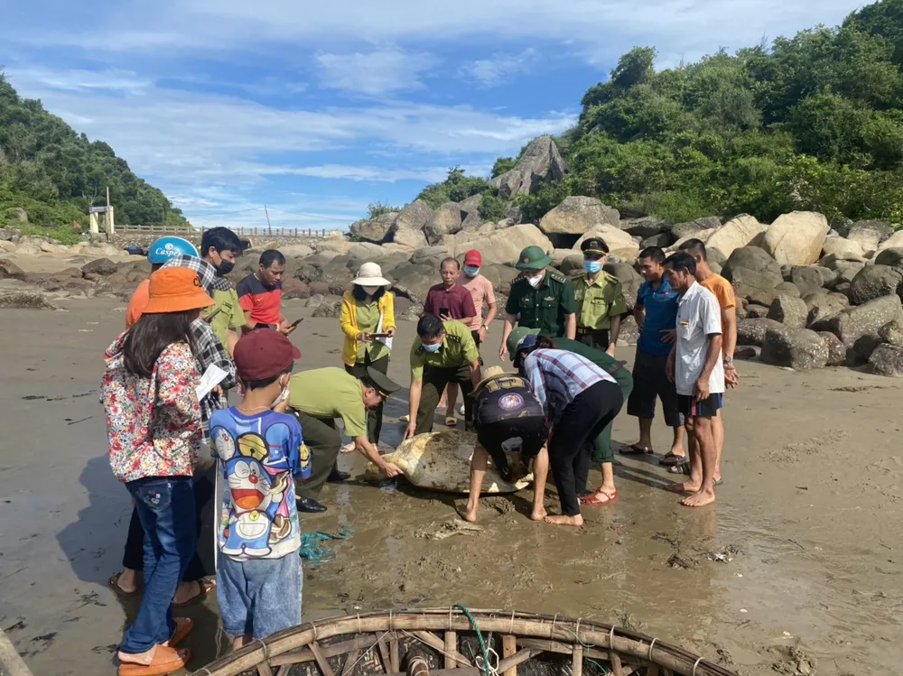 Thả về biển cá thể rùa biển quý hiếm nặng hơn 80kg ảnh 2