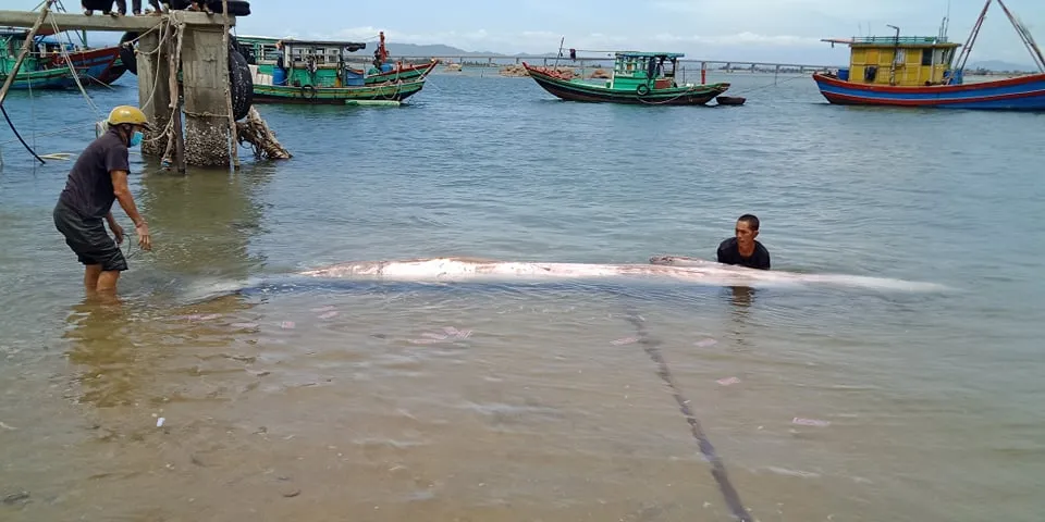 Cá voi 800kg trôi dạt vào bờ biển Hà Tĩnh ảnh 1